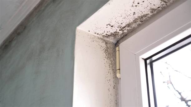 Best Affordable Mold Removal  in Ashtabula, OH