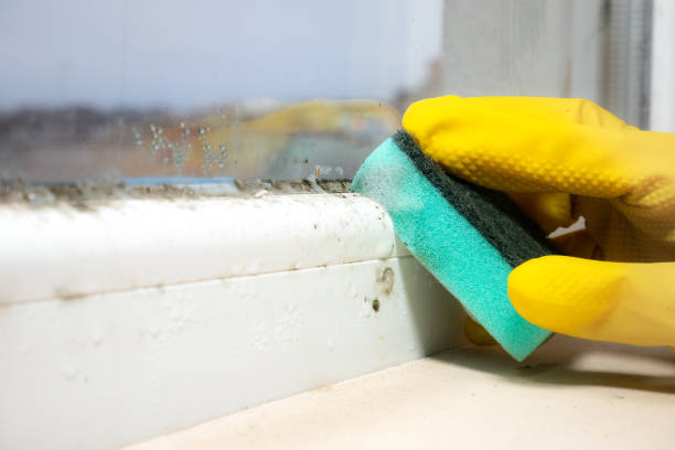 Best Fast Mold Removal  in Ashtabula, OH