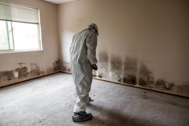 Best Attic Mold Removal  in Ashtabula, OH