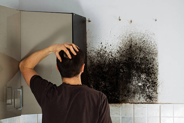 Office Mold Removal Services in Ashtabula, OH