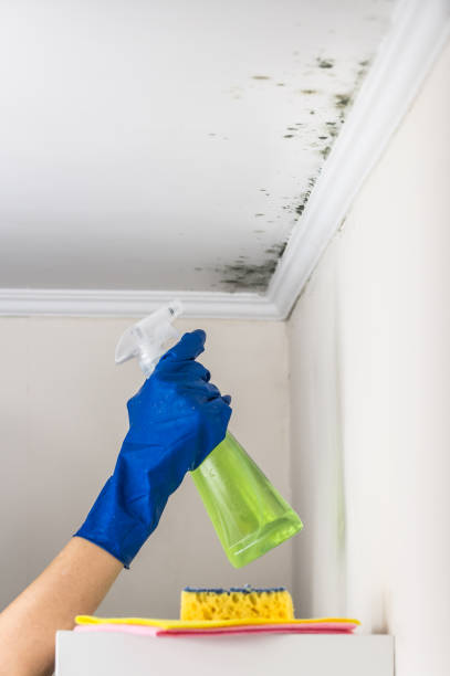 Best Professional Mold Removal  in Ashtabula, OH